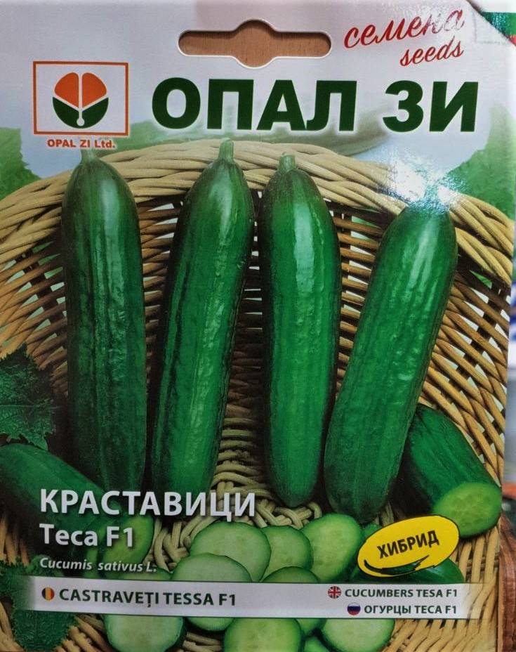 Краставици Теса 1 гр Опал ЗИ